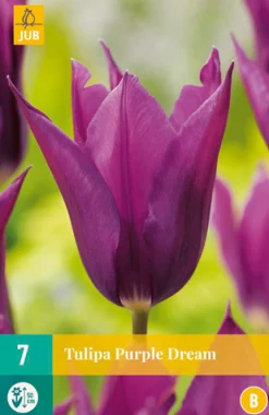 ohgreen 7 tulipa purple dream
