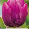 ohgreen 7 tulipa purple prince