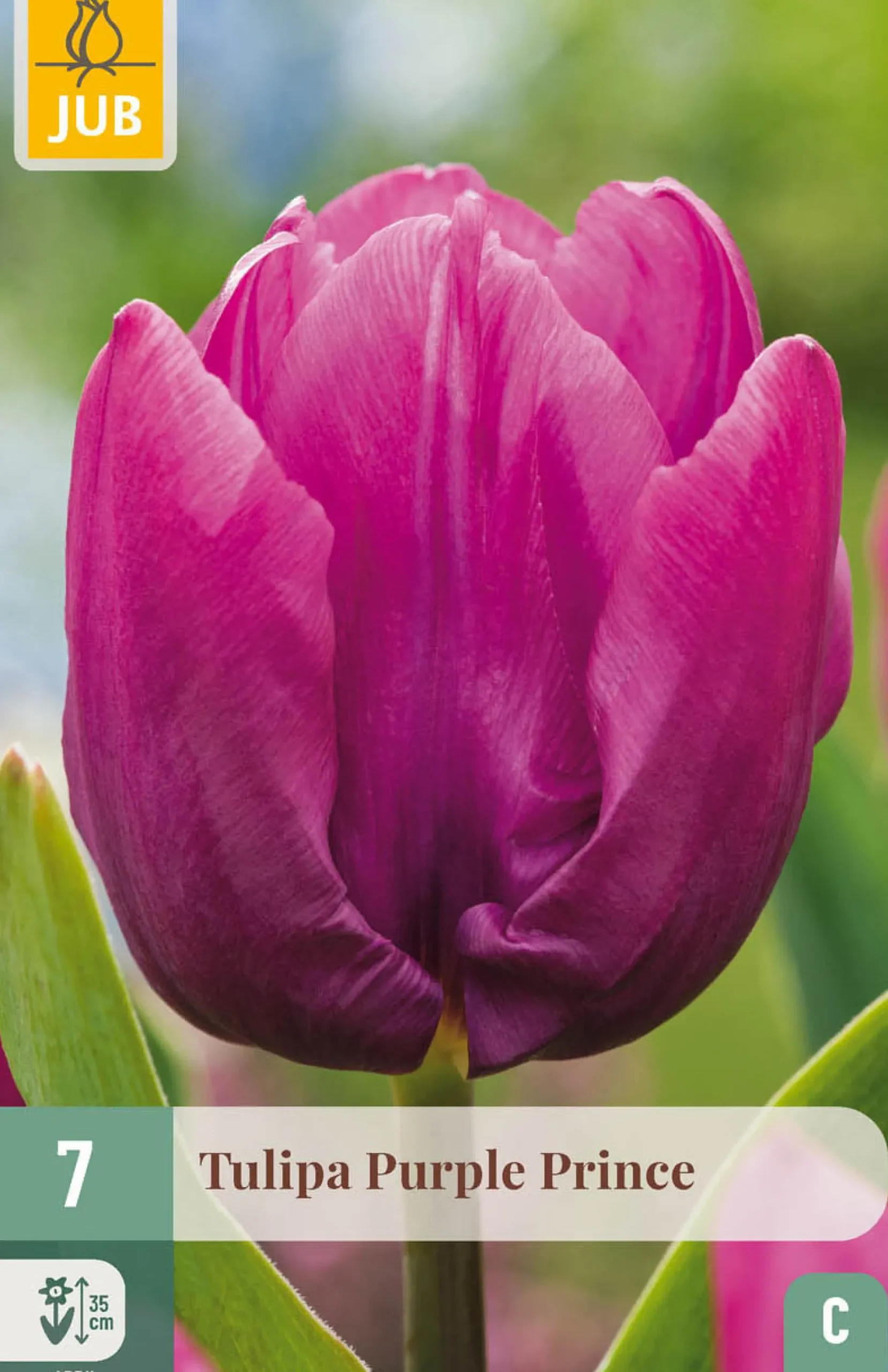 ohgreen 7 tulipa purple prince