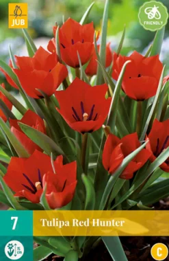 ohgreen 7 tulipa red hunter