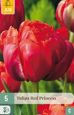 ohgreen 5 tulipa red princess