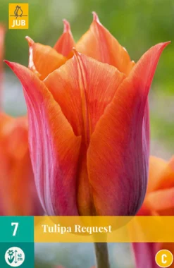 ohgreen 7 tulipa request