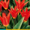 ohgreen 7 tulipa scarlet baby
