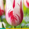 ohgreen 7 tulipa sorbet
