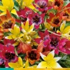 ohgreen 10 tulipa species mix