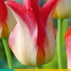 ohgreen 5 tulipa strawberry romanoff