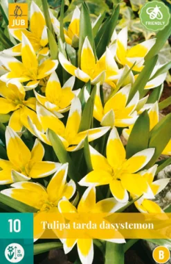 ohgreen 10 tulipa tarda