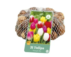 ohgreen 35 tulipa triumph mix
