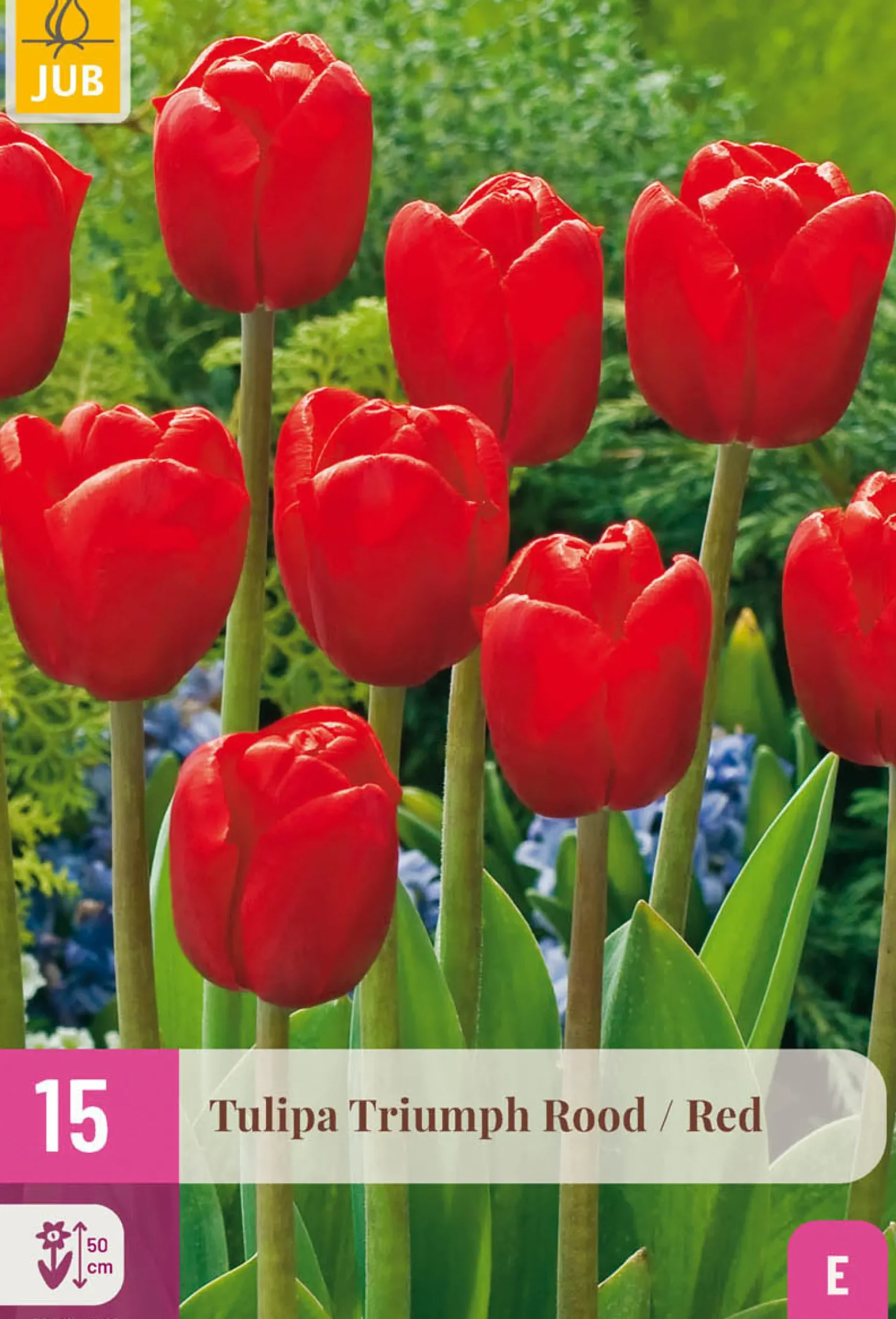 ohgreen 15 tulipa triumph rood