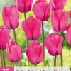 ohgreen 15 tulipa triumph roze