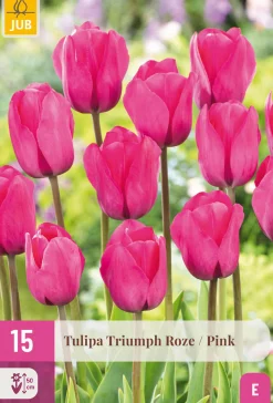 ohgreen 15 tulipa triumph roze