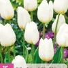 ohgreen 15 tulipa triumph wit