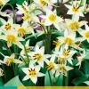 ohgreen 10 tulipa turkestanica