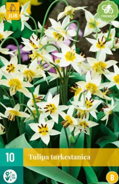 ohgreen 10 tulipa turkestanica