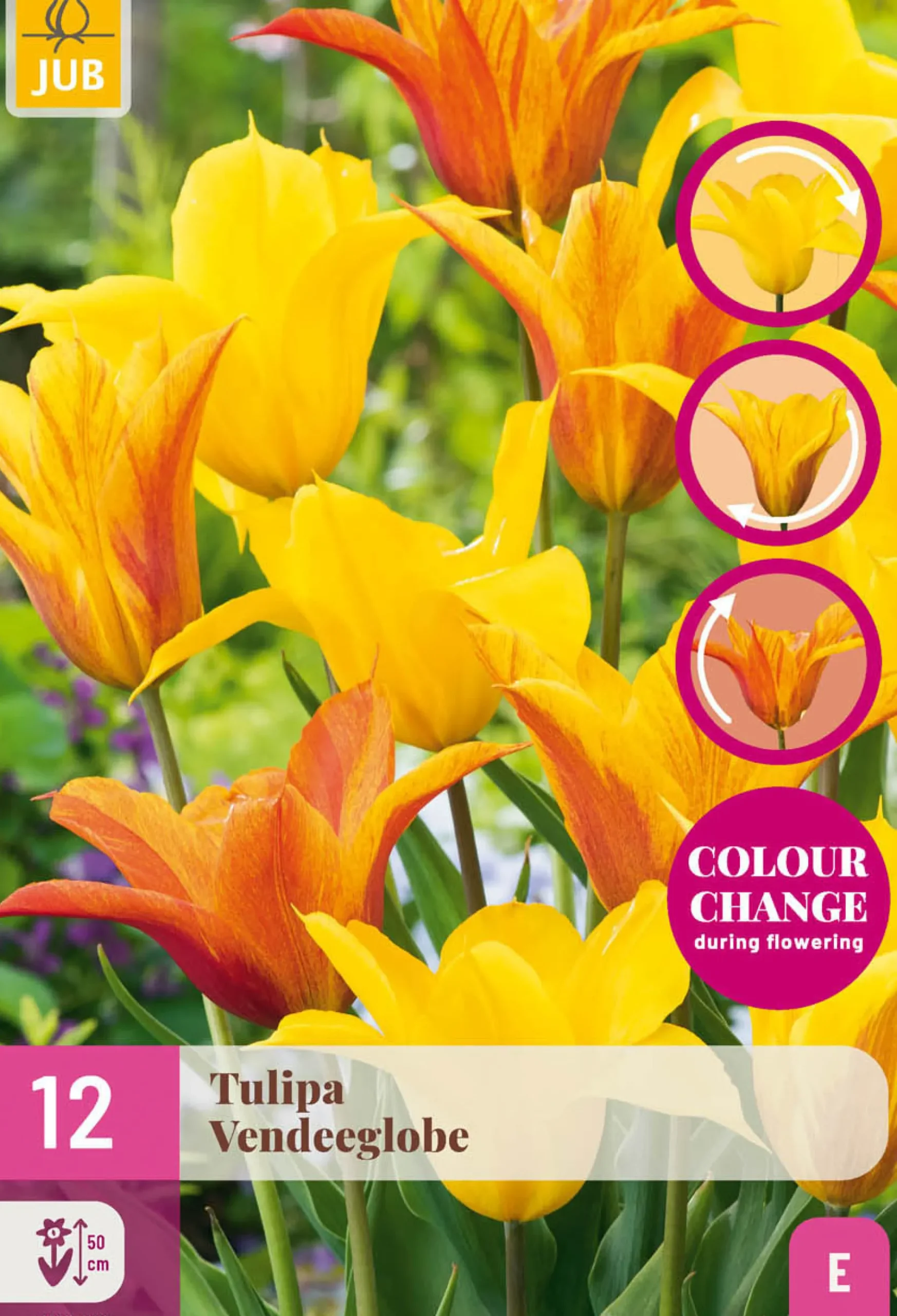 ohgreen 12 tulipa vendeeglobe