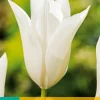 ohgreen 7 tulipa white triumphator