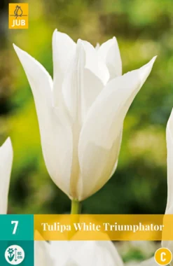 ohgreen 7 tulipa white triumphator