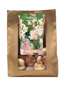ohgreen 1 zak 25 bollen colour your garden peach blush