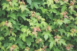 ohgreen Acer campestre blote wortel 80/100 cm