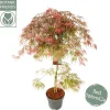 ohgreen Acer palmatum Garnet ( Japanse esdoorn Garnet )