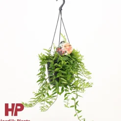 ohgreen Aeschynanthus japhro p15 h30