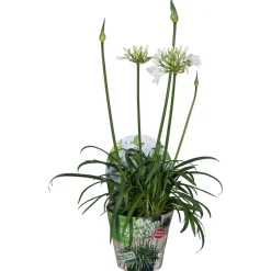 ohgreen Agapanthus of afrikaanse lelie summer love wit p17 h40