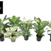 ohgreen Aglaonema Groen - Wit mix