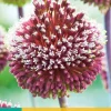 ohgreen Allium red mohican 2st