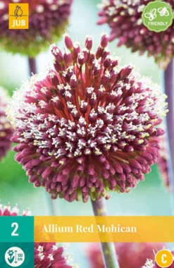 ohgreen Allium red mohican 2st