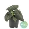 ohgreen Alocasia Grey Dragon