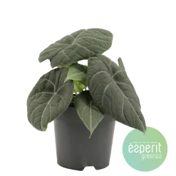 ohgreen Alocasia Grey Dragon