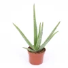 ohgreen Aloe Vera