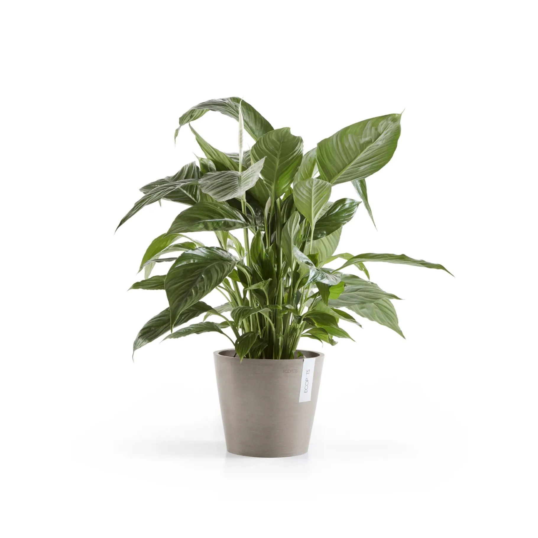 ohgreen Amsterdam 20cm taupe met waterreservoir