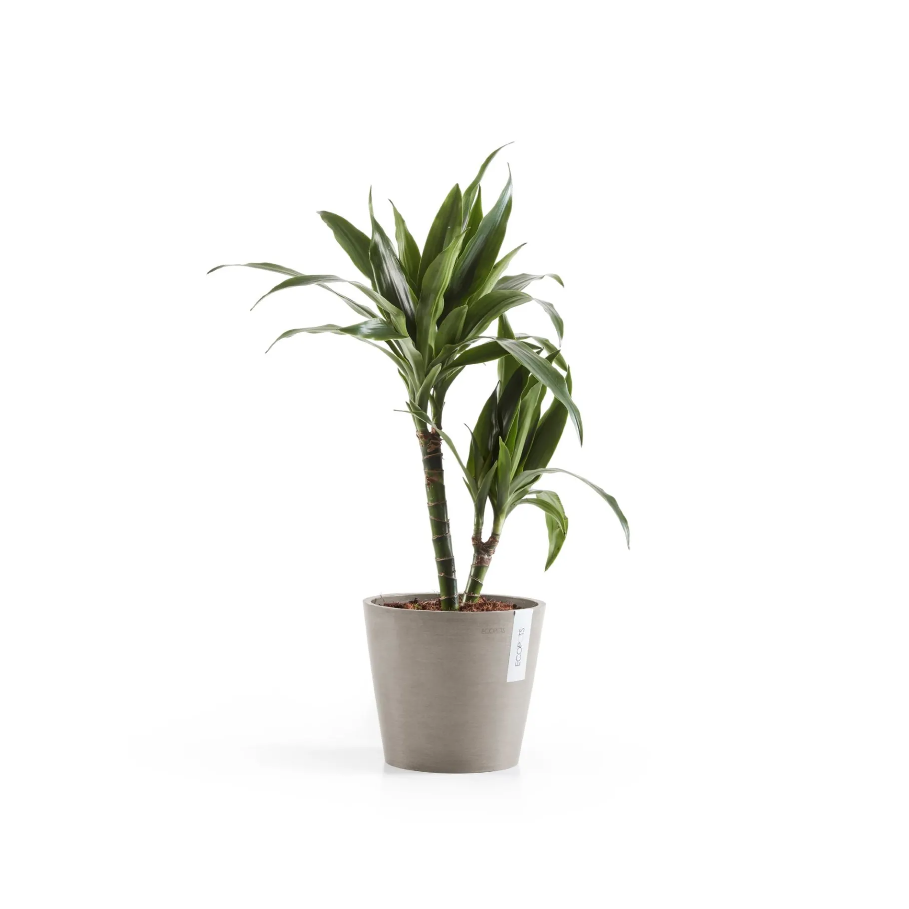 ohgreen Amsterdam 20cm taupe met waterreservoir