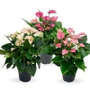 ohgreen Anthurium 3 color mix