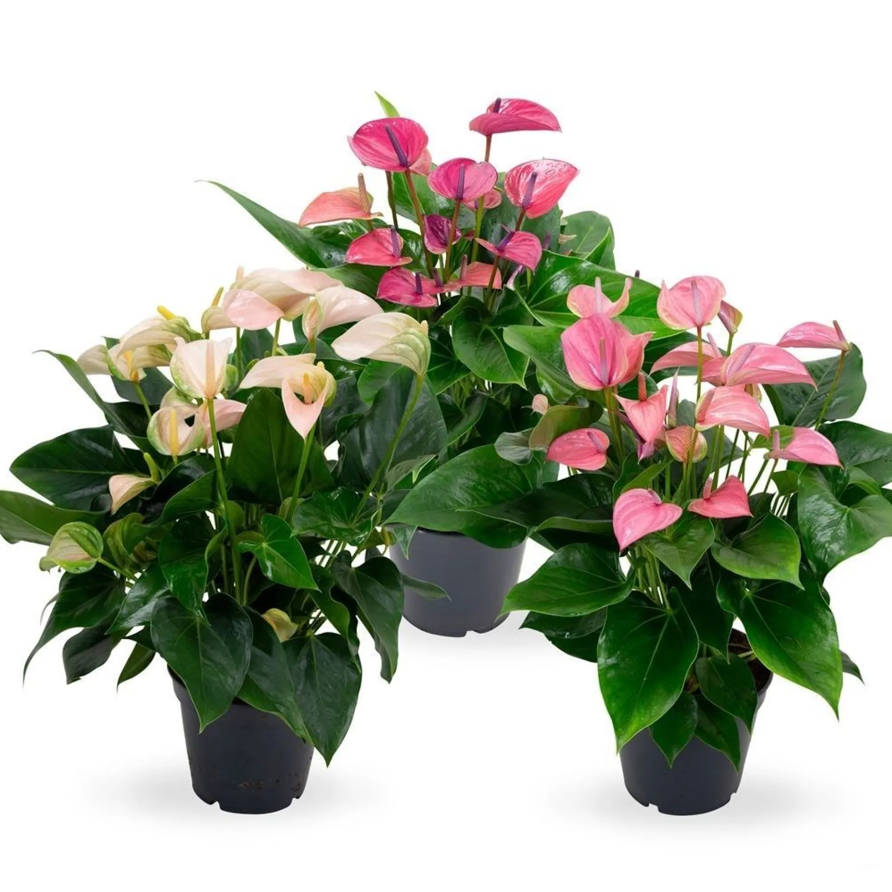 ohgreen Anthurium 3 color mix