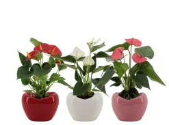 ohgreen Anthurium in sierpot