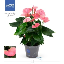ohgreen Anthurium roze p17 h65