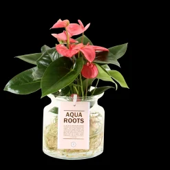 ohgreen Anthurium sierglas