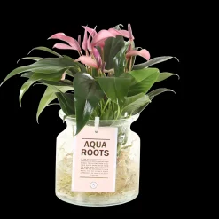 ohgreen Anthurium sierglas