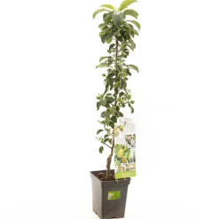 ohgreen Appelboom malus domestica greencats zuilvorm