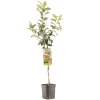 ohgreen Appelboom malus domestica delcorf laagstam