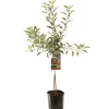 ohgreen Appelboom malus domestica braeburn laagstam
