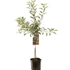 ohgreen Appelboom malus domestica braeburn laagstam