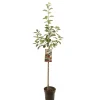 ohgreen Appelboom malus domestica rood boskoop halfstam