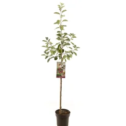 ohgreen Appelboom malus domestica rood boskoop halfstam