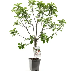 ohgreen Appelboom malus domestica dwergboompje