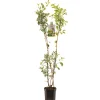 ohgreen Appelboom malus domestica duo-appel