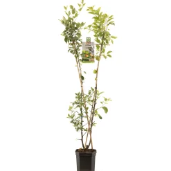 ohgreen Appelboom malus domestica duo-appel