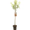 ohgreen Appelboom malus domestica royal gala halfstam